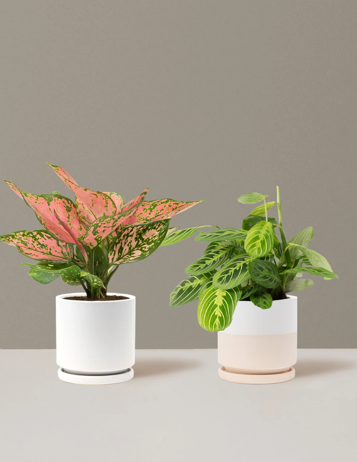 Well Wishes Duo - Image 10