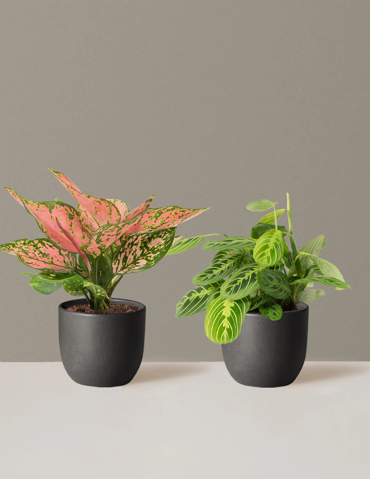 Well Wishes Duo - Image 11