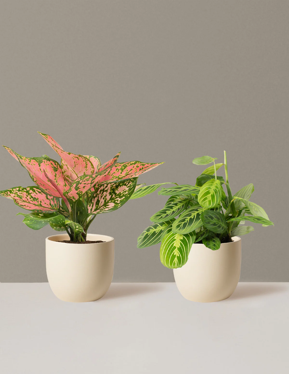 Well Wishes Duo - Image 12