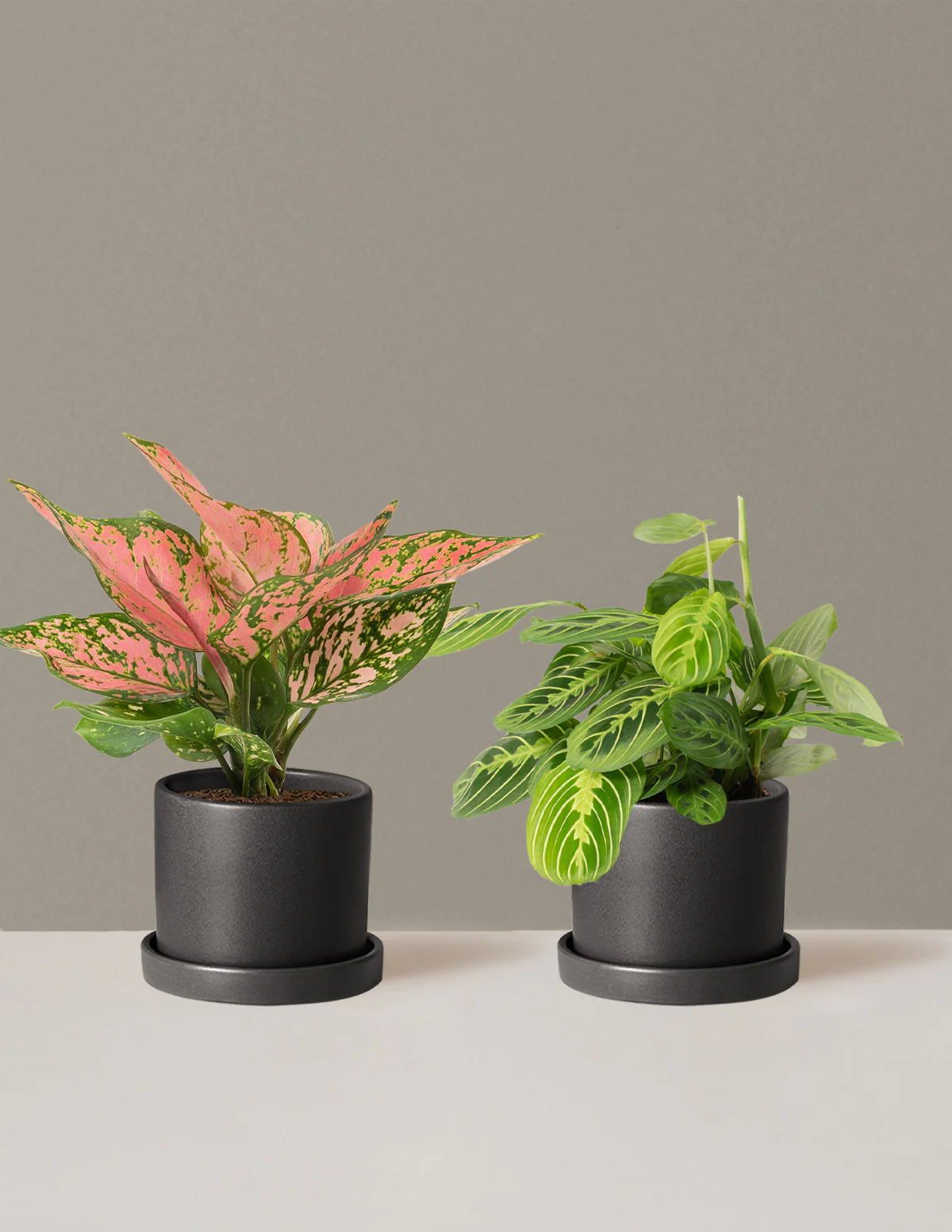 Well Wishes Duo - Image 14