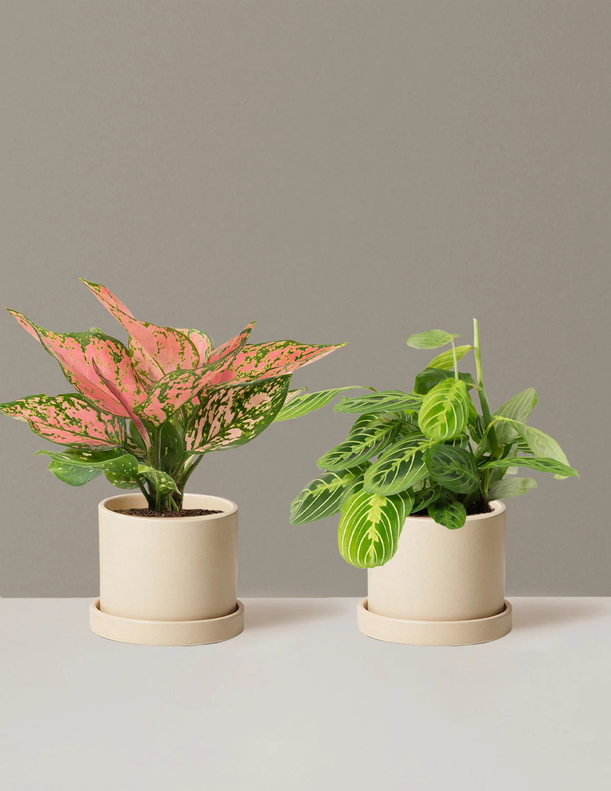 Well Wishes Duo - Image 15