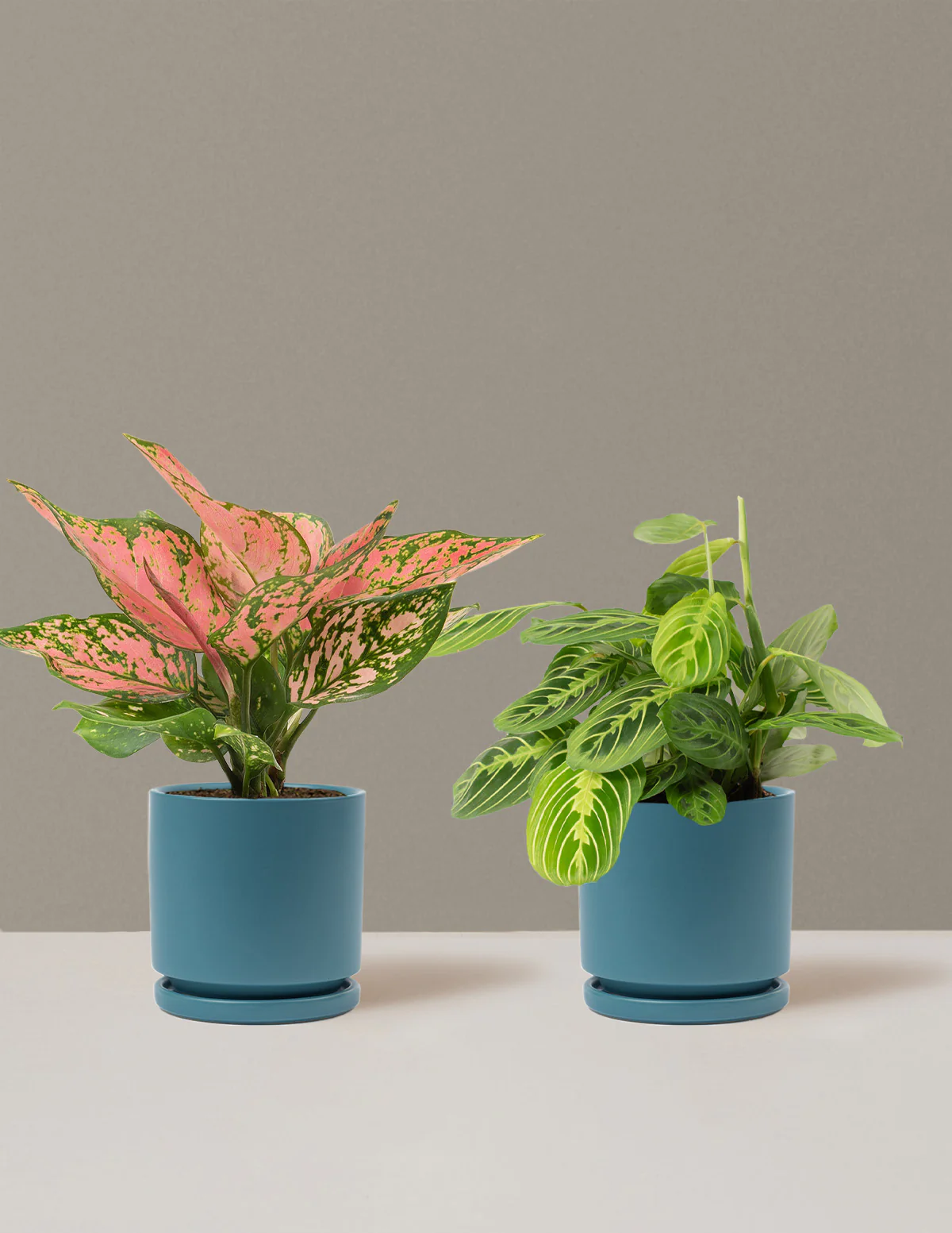 Well Wishes Duo - Image 16