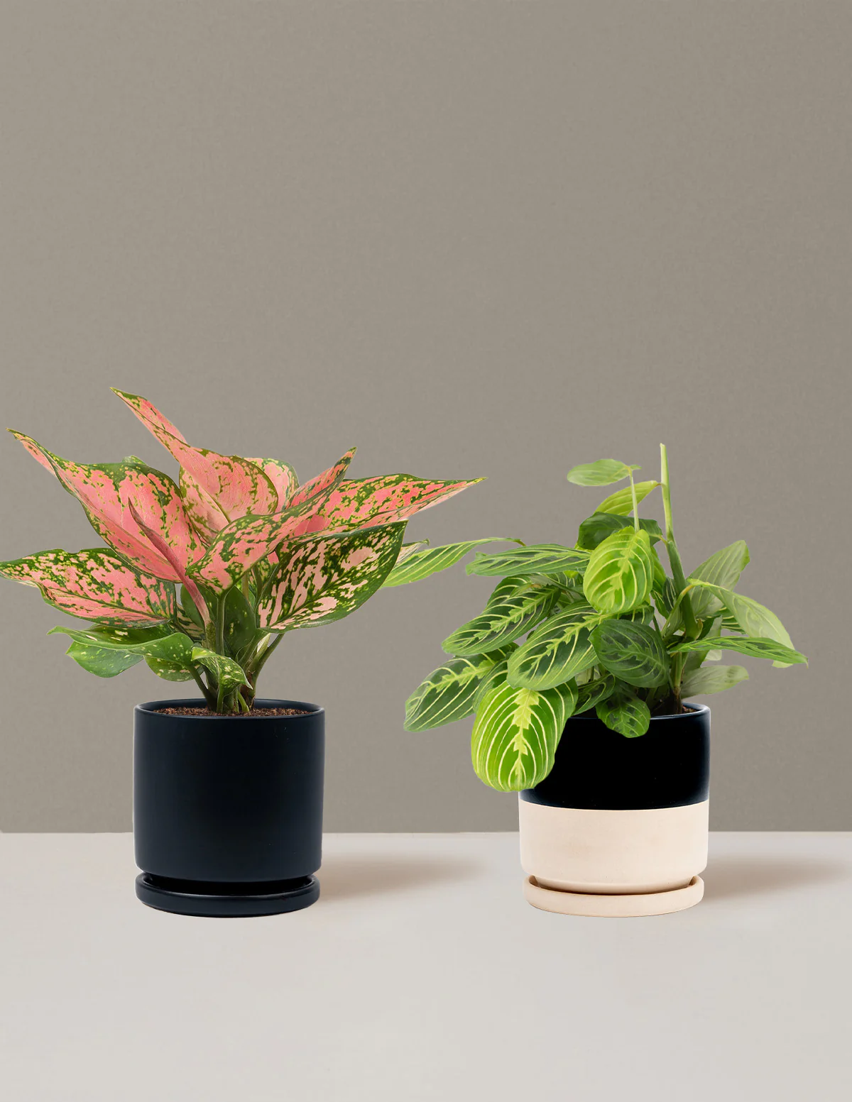 Well Wishes Duo - Image 17