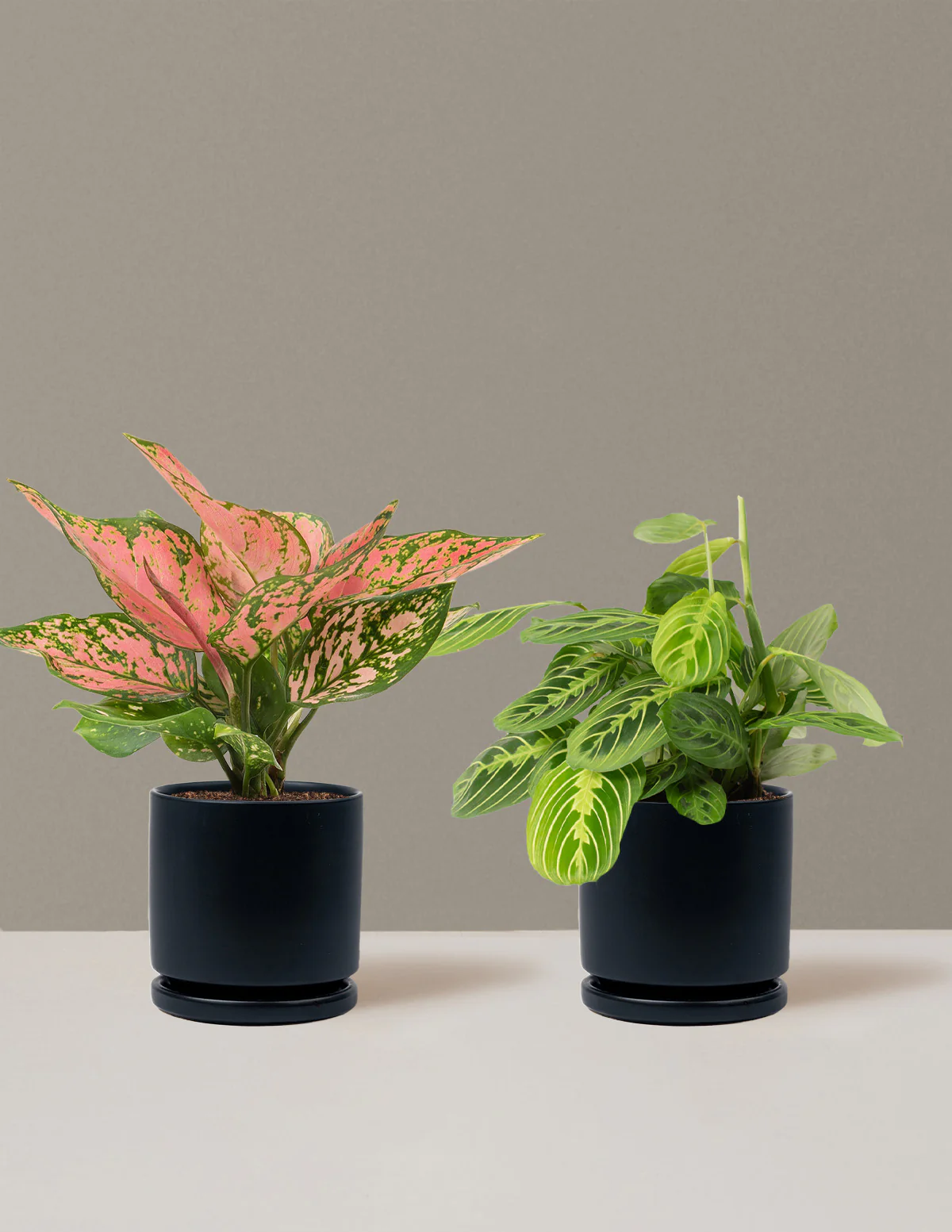 Well Wishes Duo - Image 18