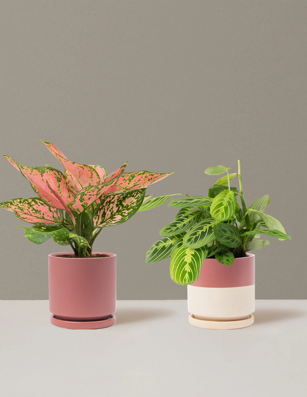 Well Wishes Duo - Image 19