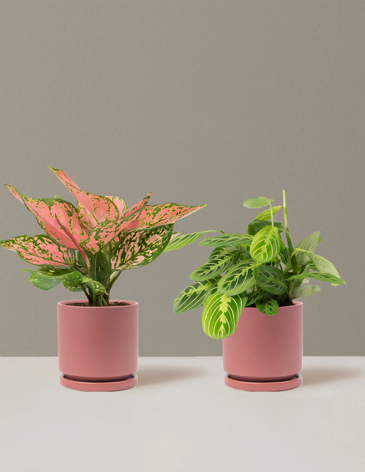 Well Wishes Duo - Image 20