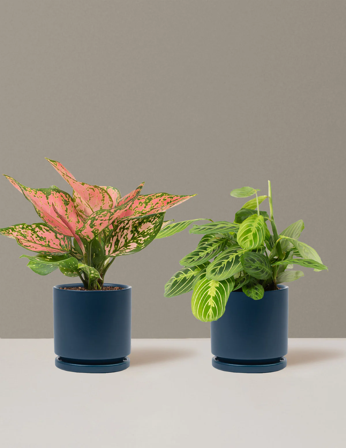 Well Wishes Duo - Image 21