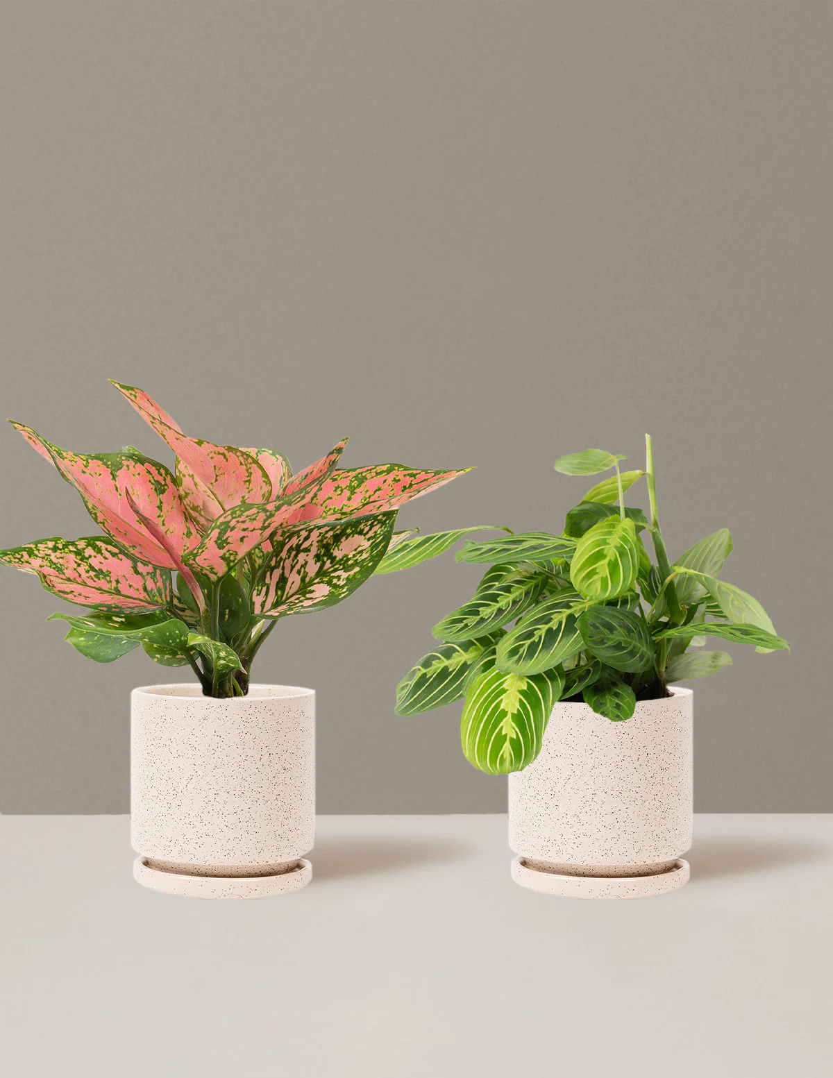 Well Wishes Duo - Image 25