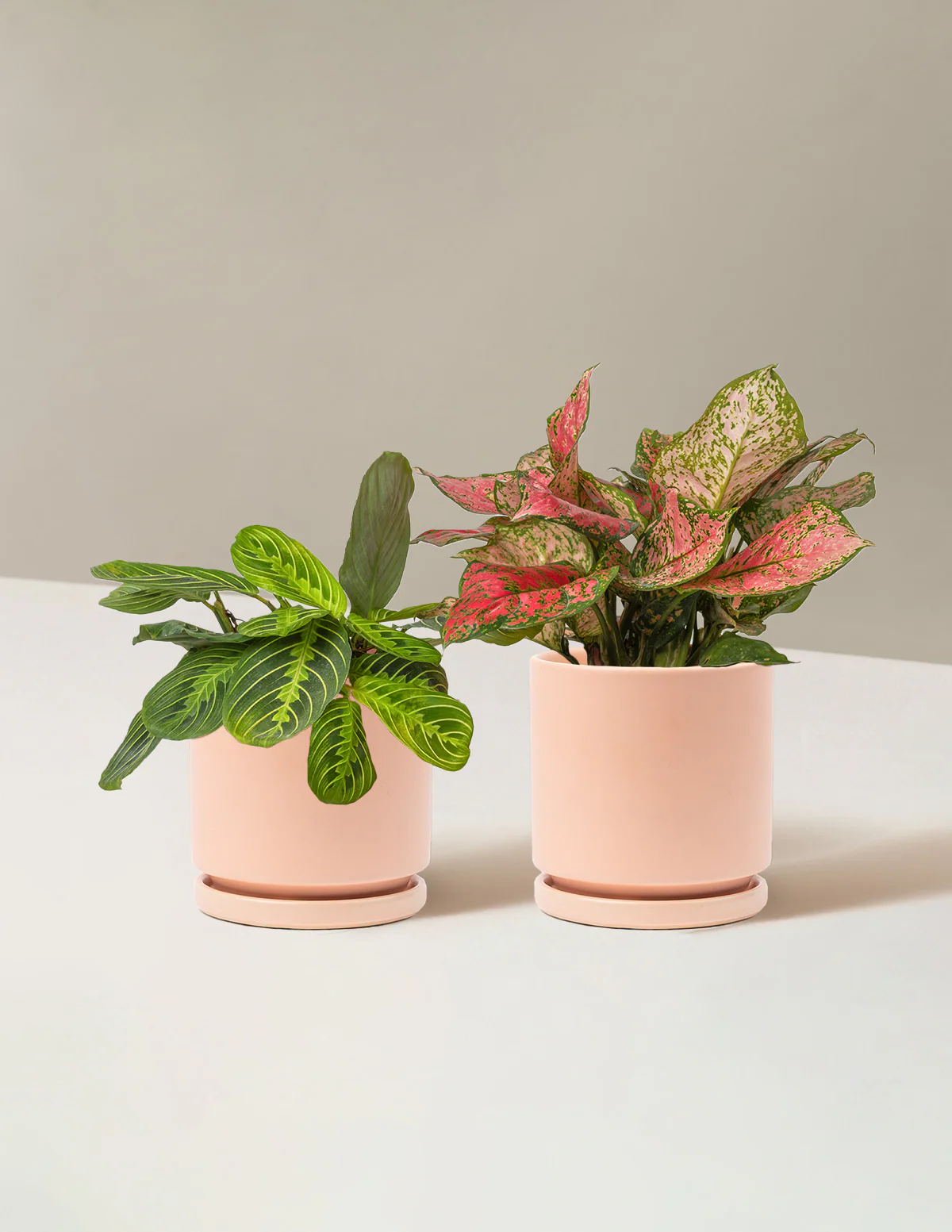 Well Wishes Duo - Image 4