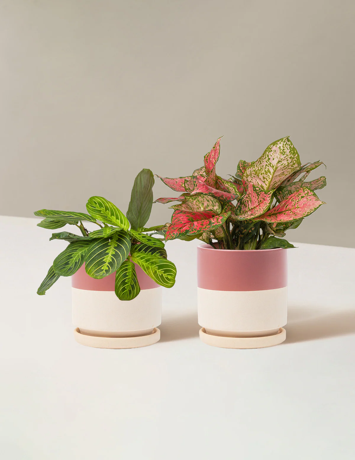 Well Wishes Duo - Image 5