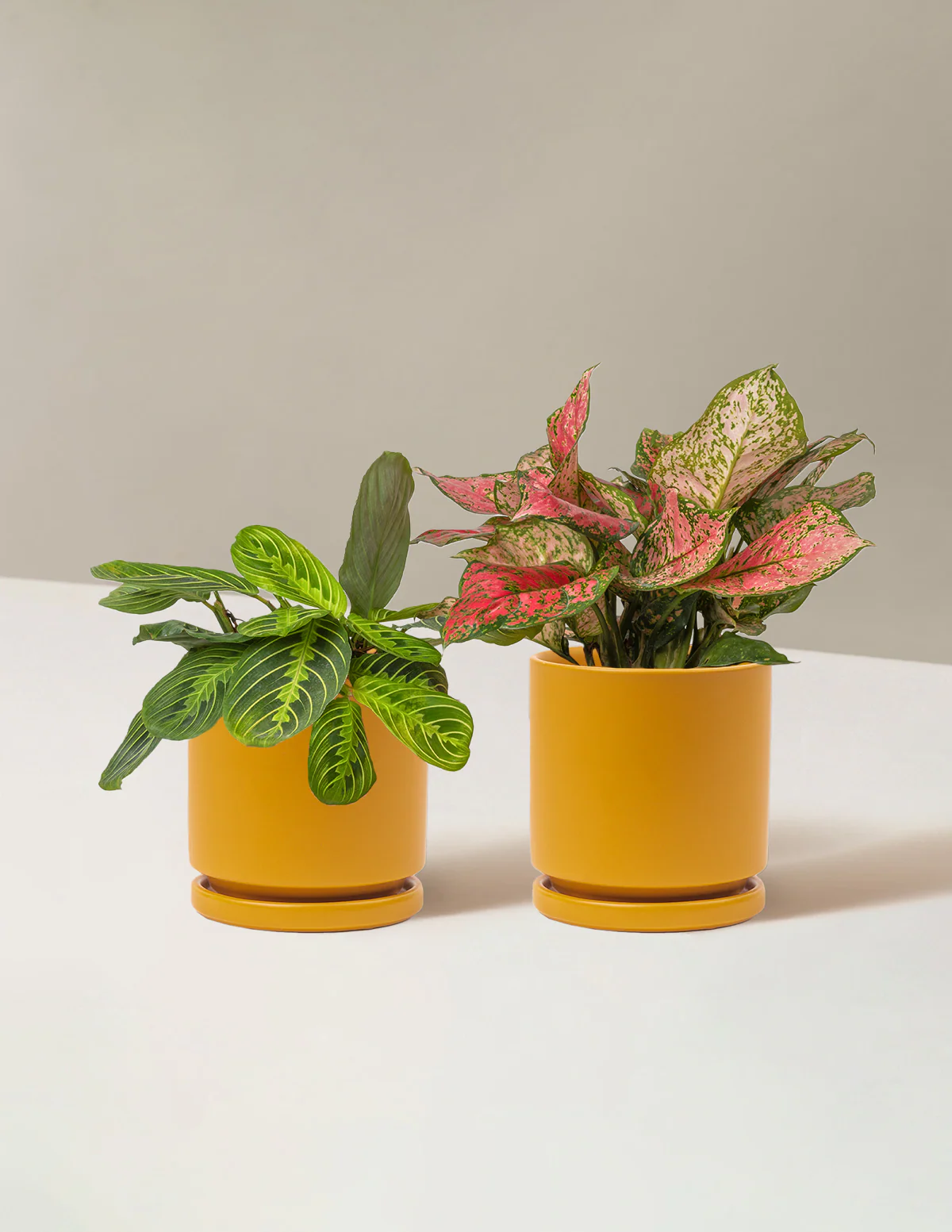 Well Wishes Duo - Image 6