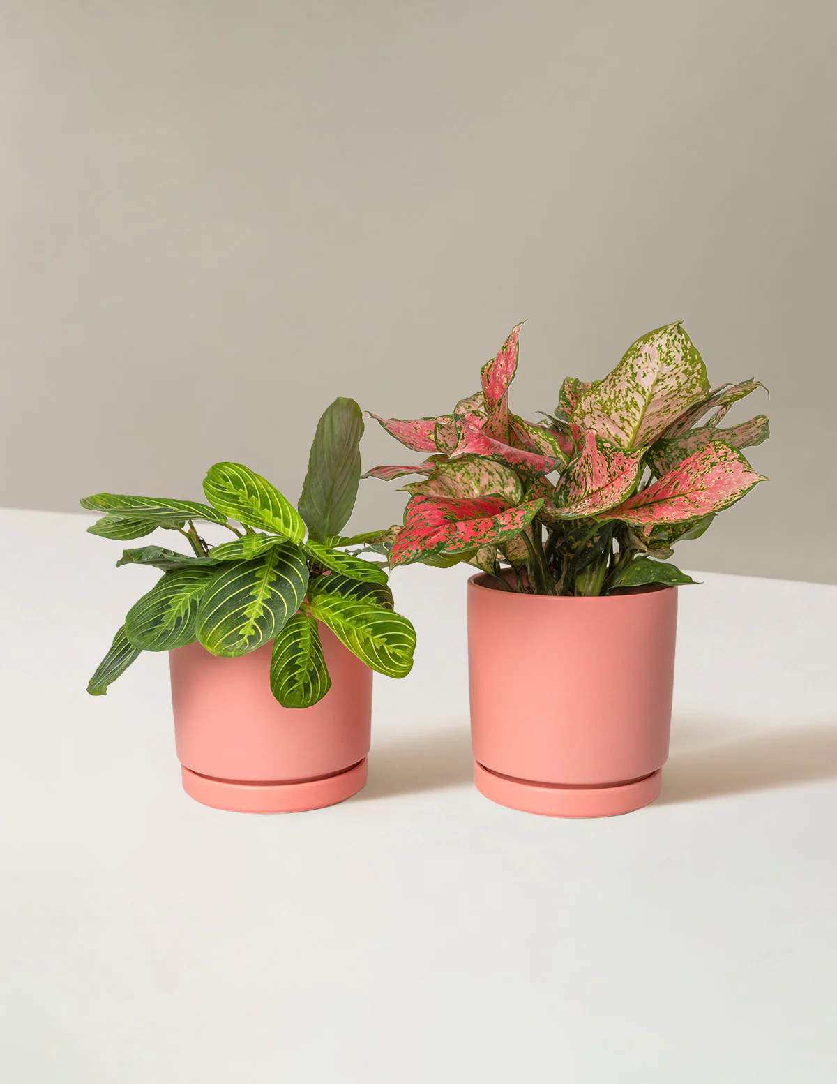 Well Wishes Duo - Image 7