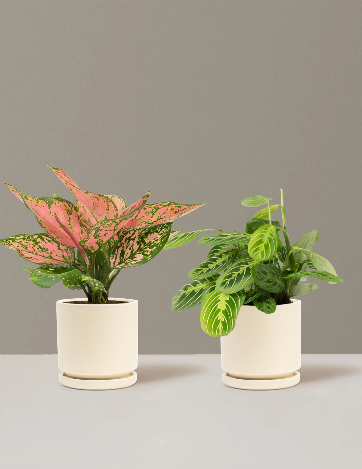 Well Wishes Duo - Image 8