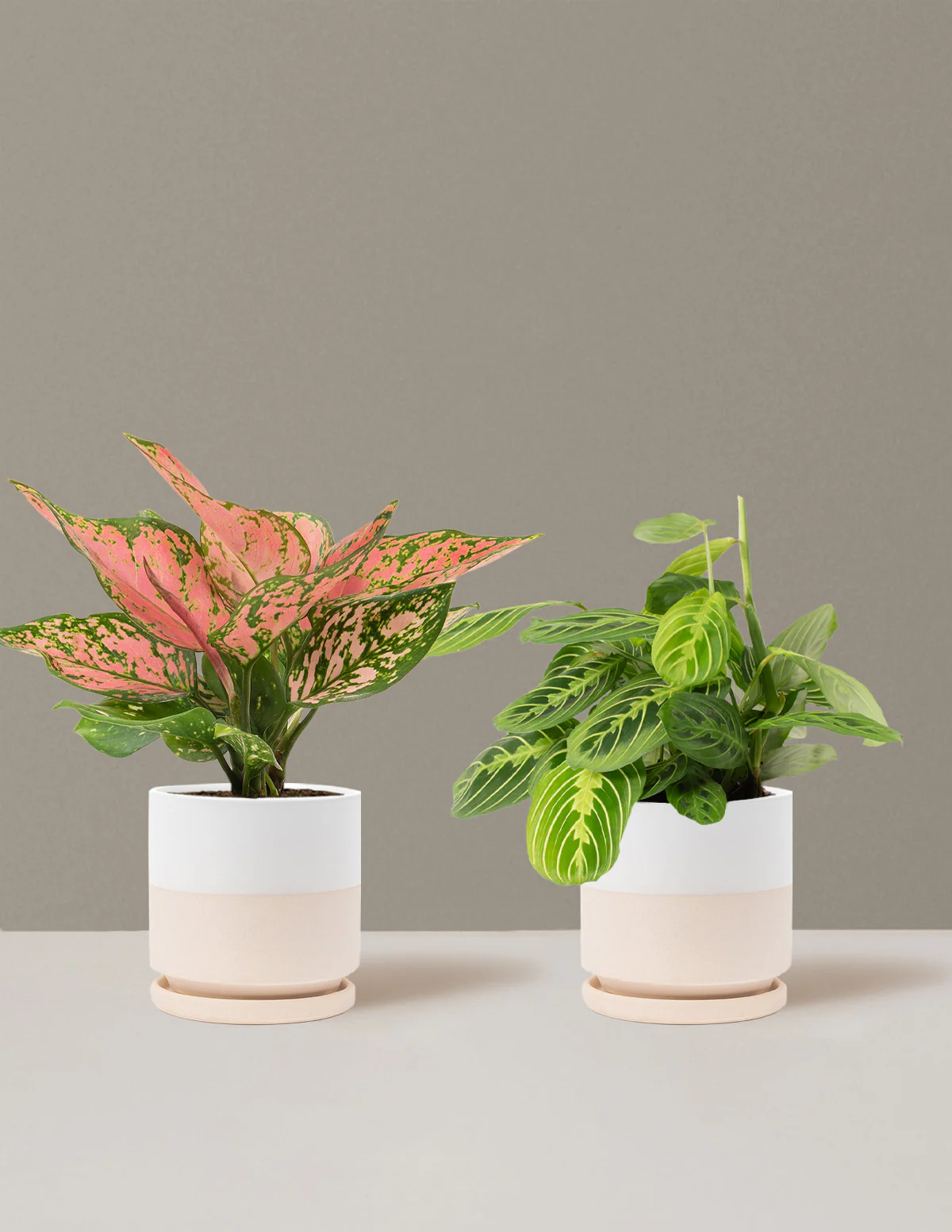 Well Wishes Duo - Image 9