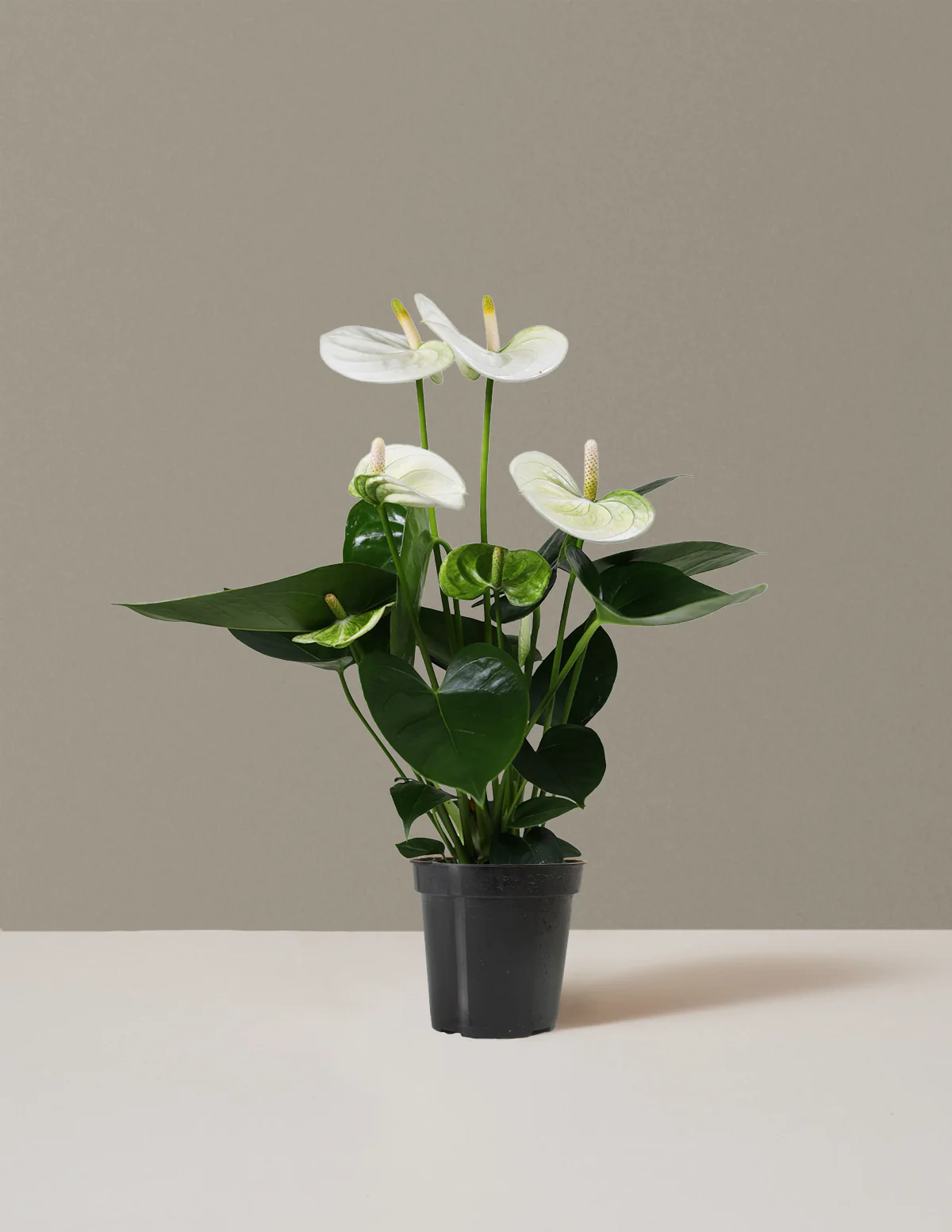White Anthurium - Image 10