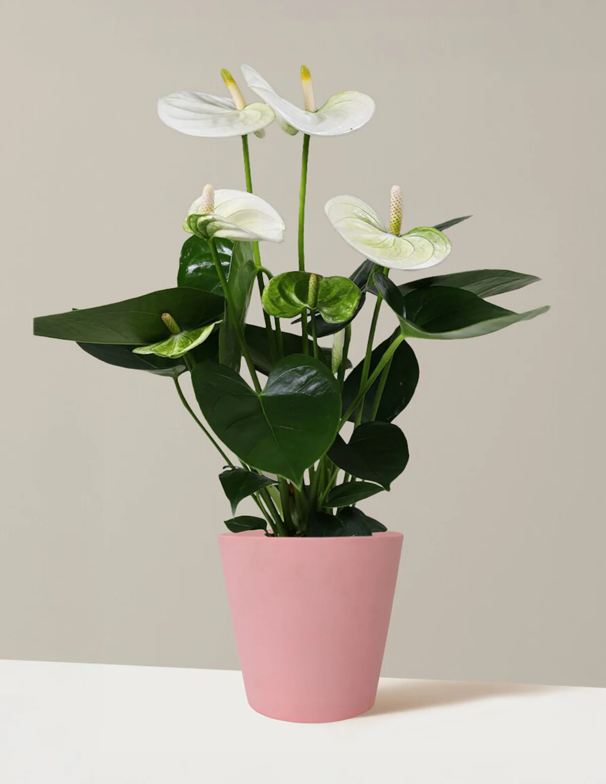 White Anthurium - Image 11