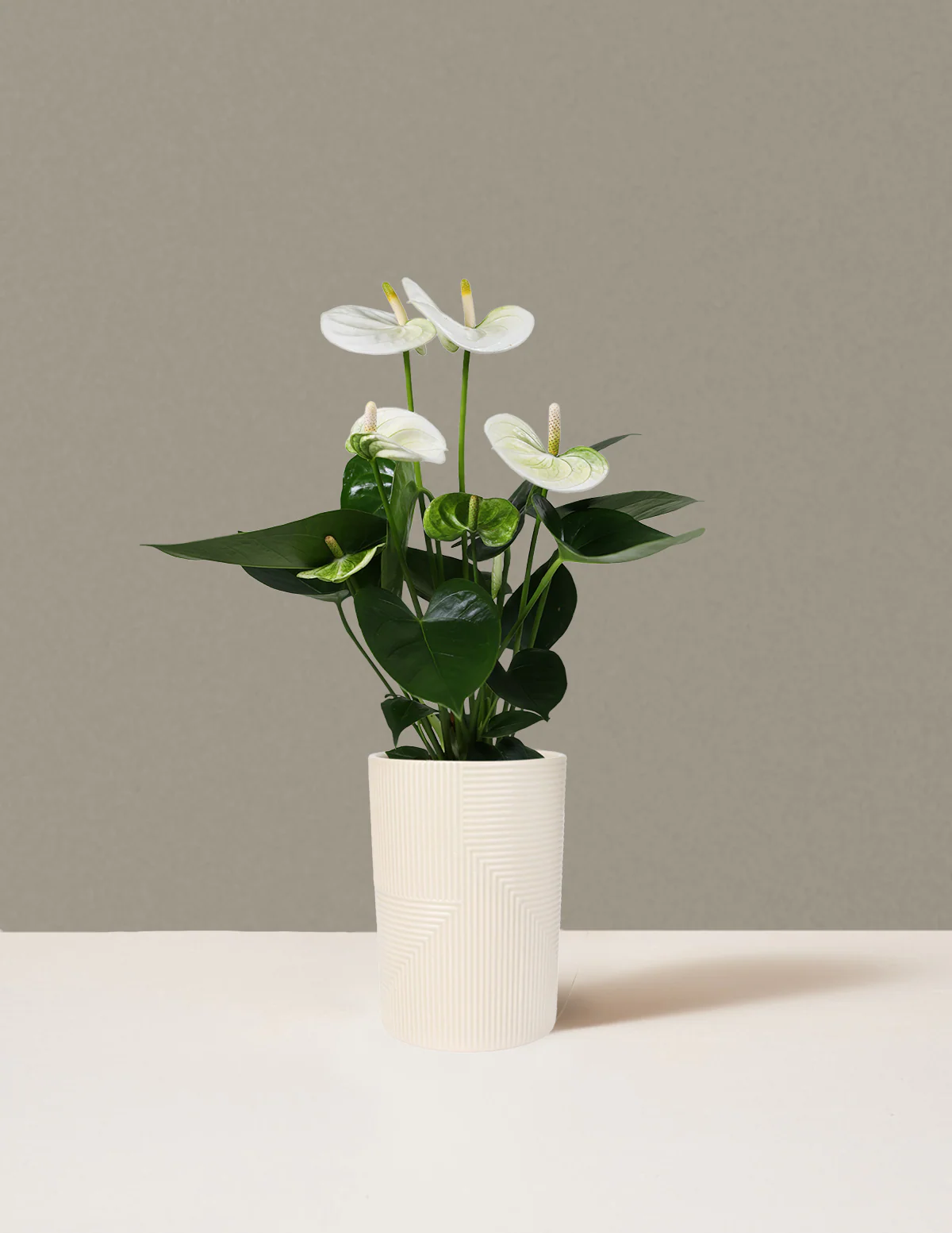 White Anthurium - Image 5
