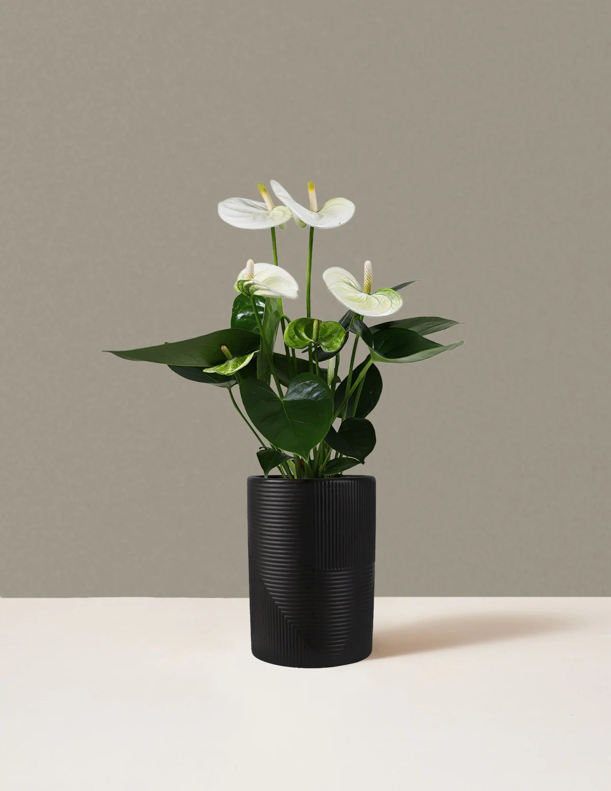 White Anthurium - Image 6