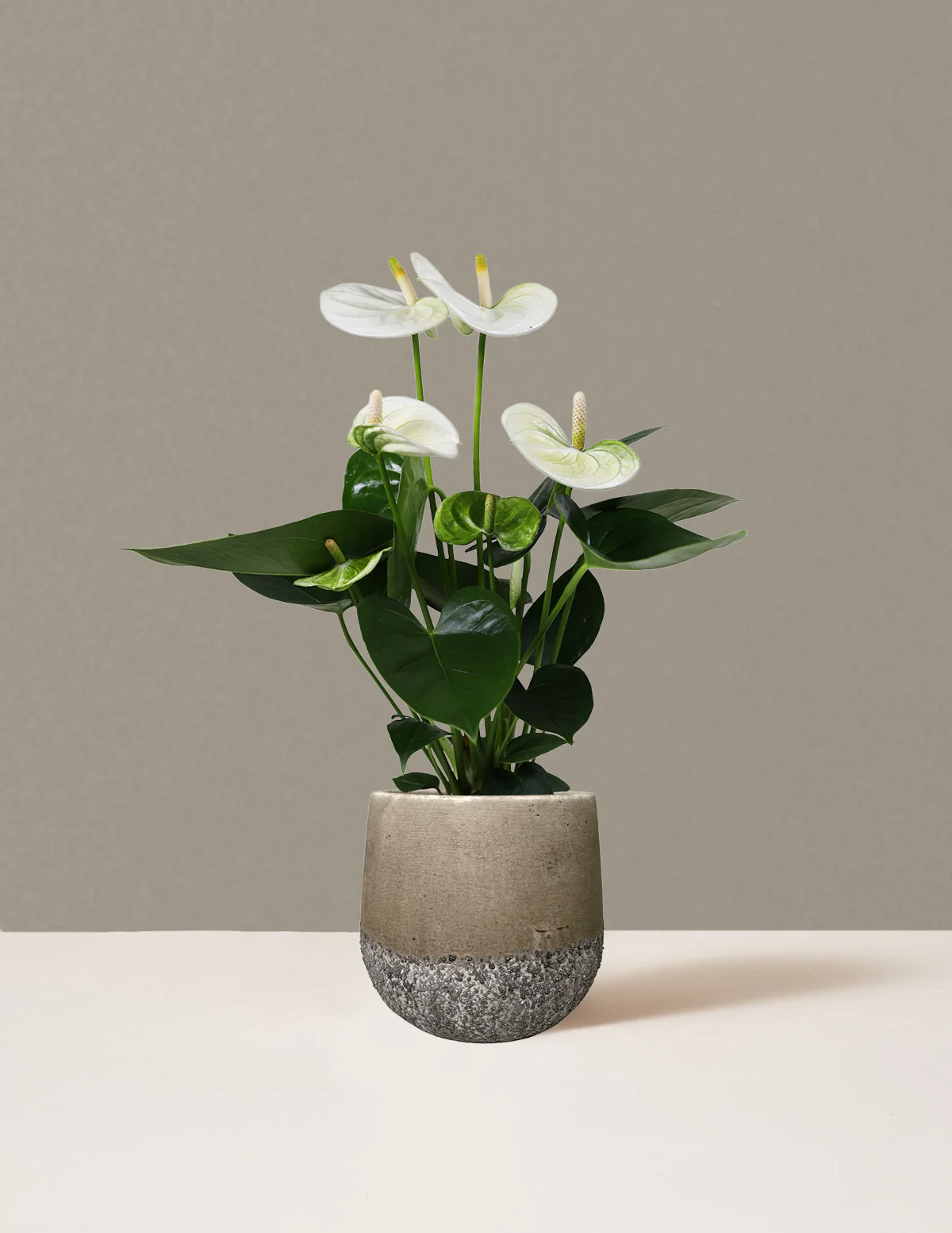 White Anthurium - Image 7