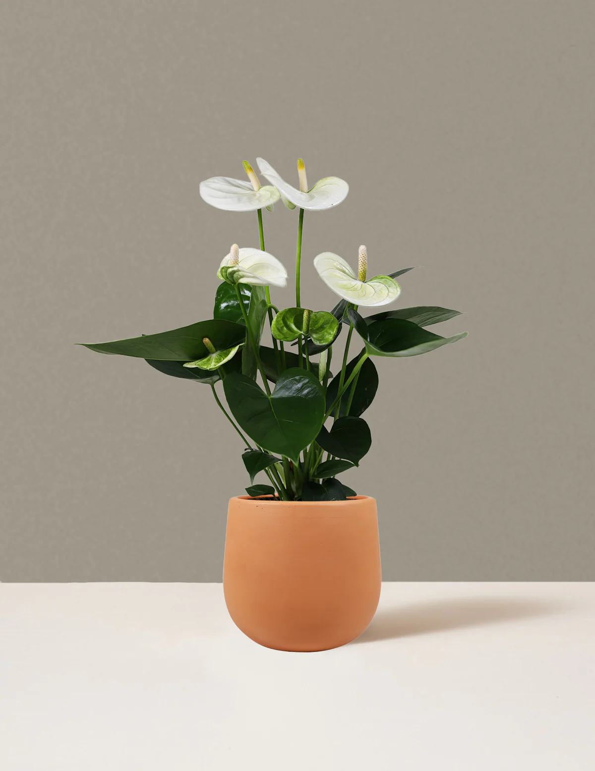 White Anthurium - Image 8