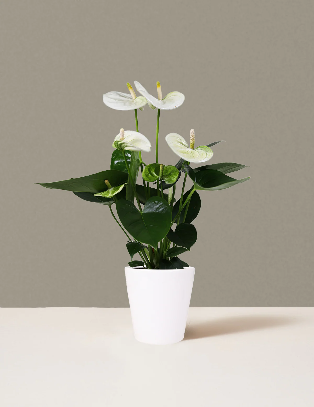 White Anthurium - Image 9
