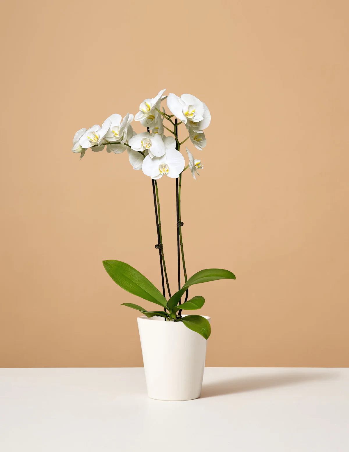 White Orchid - Image 7