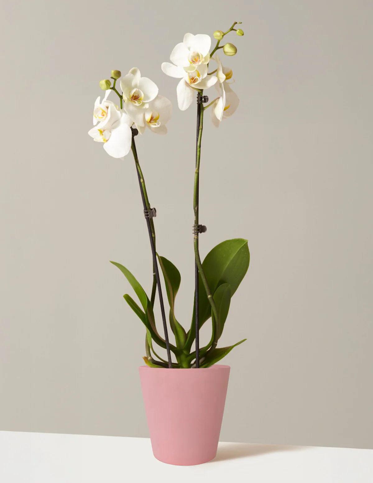 White Orchid - Image 9