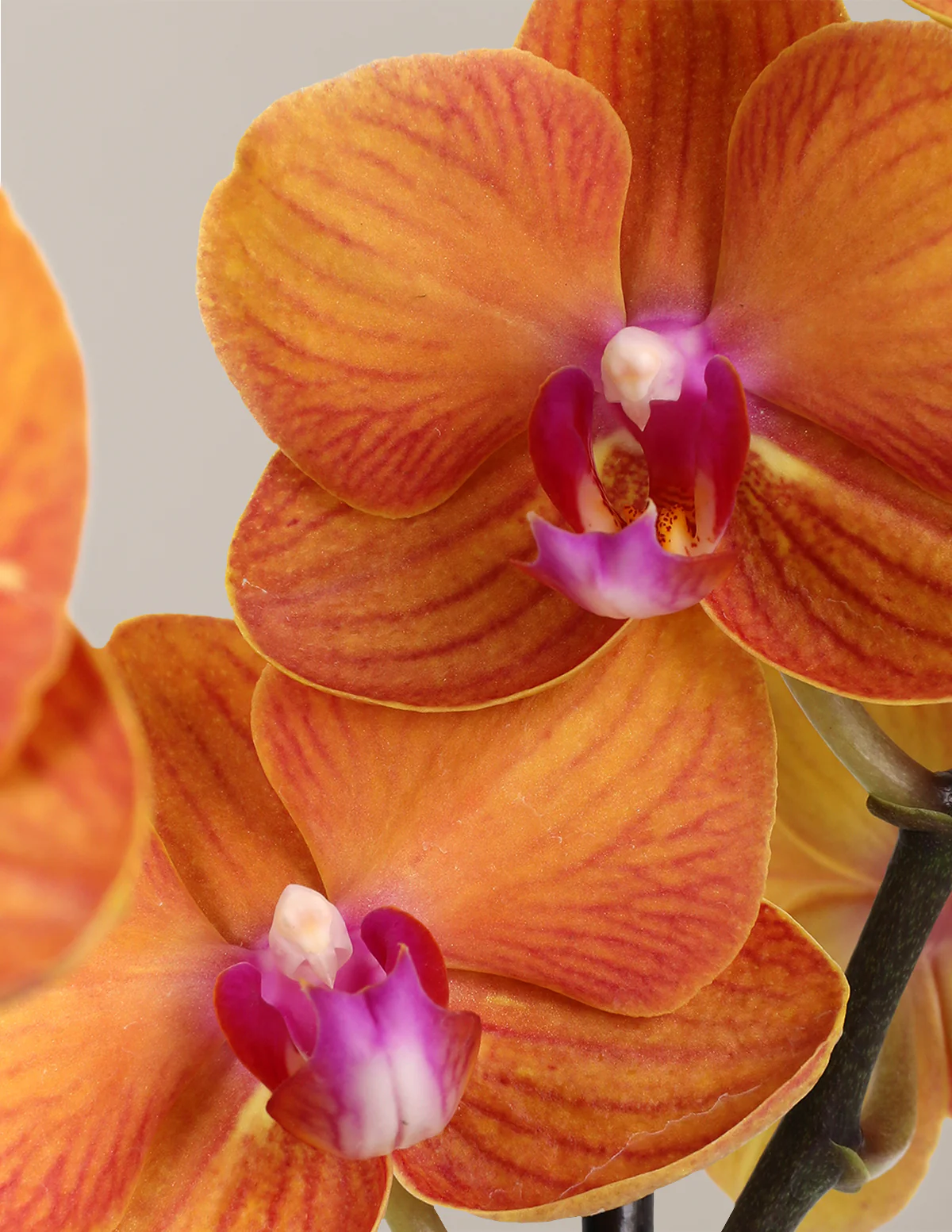 Orchid and Planter Gift Set - Image 5