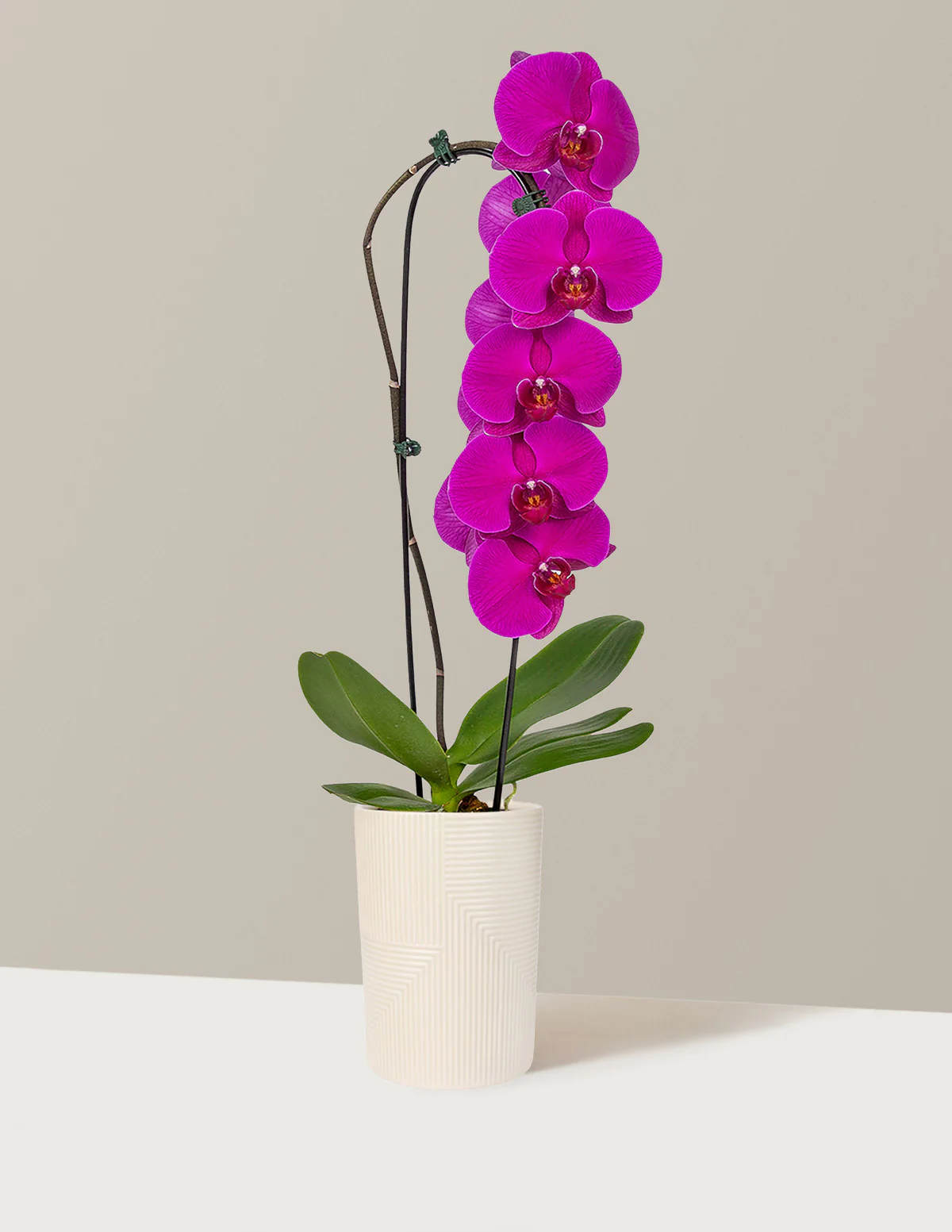 Waterfall Orchid - Image 12