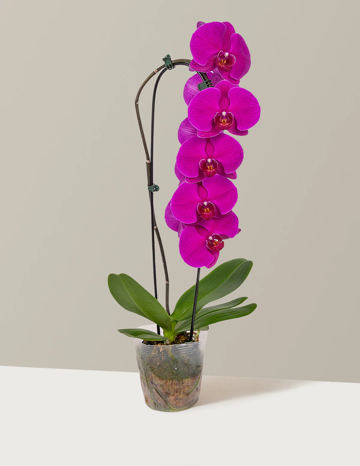 Waterfall Orchid - Image 13