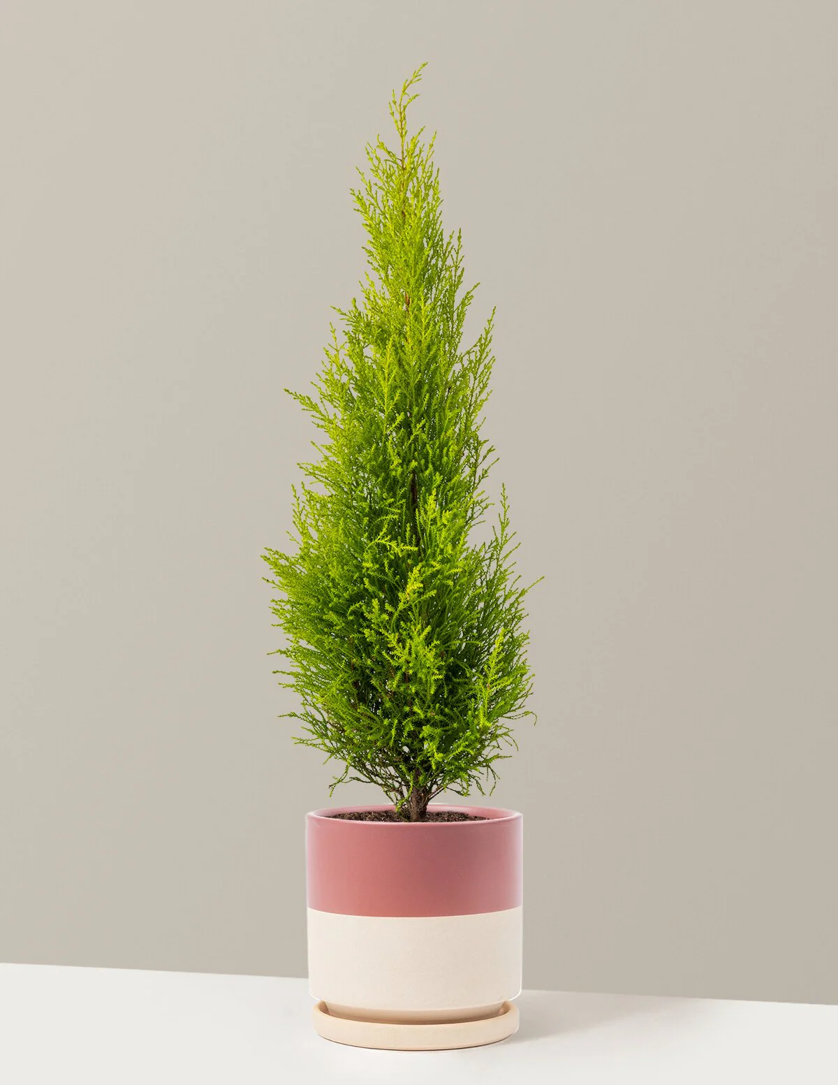 Wilma Goldcrest Lemon Cypress - Image 12