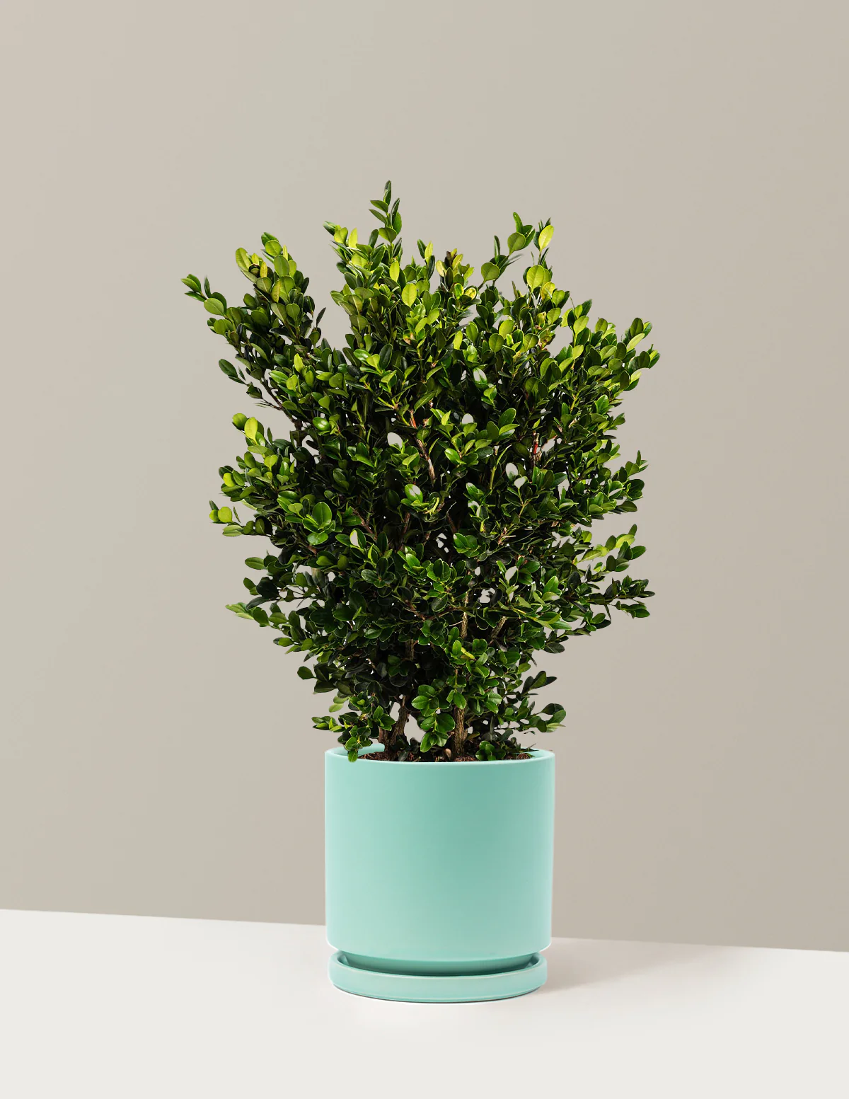 Wintergreen Boxwood - Image 10