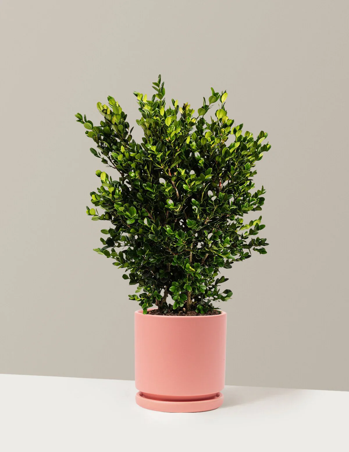 Wintergreen Boxwood - Image 11