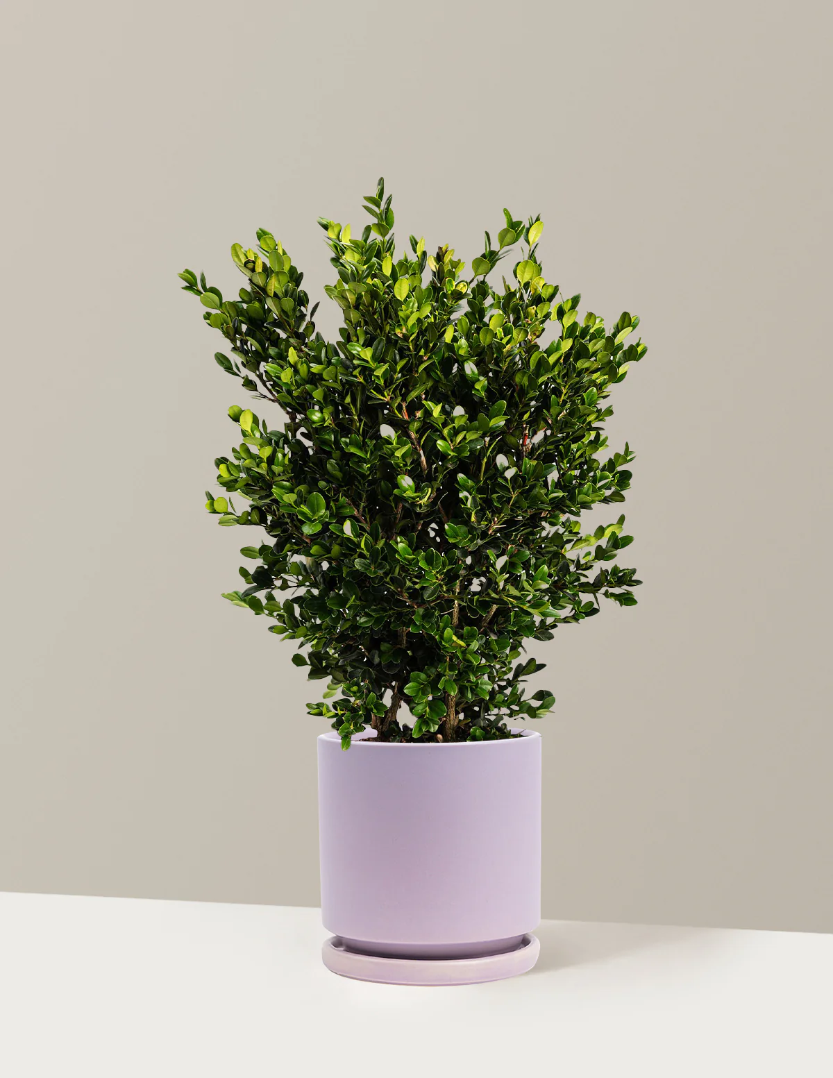 Wintergreen Boxwood - Image 12