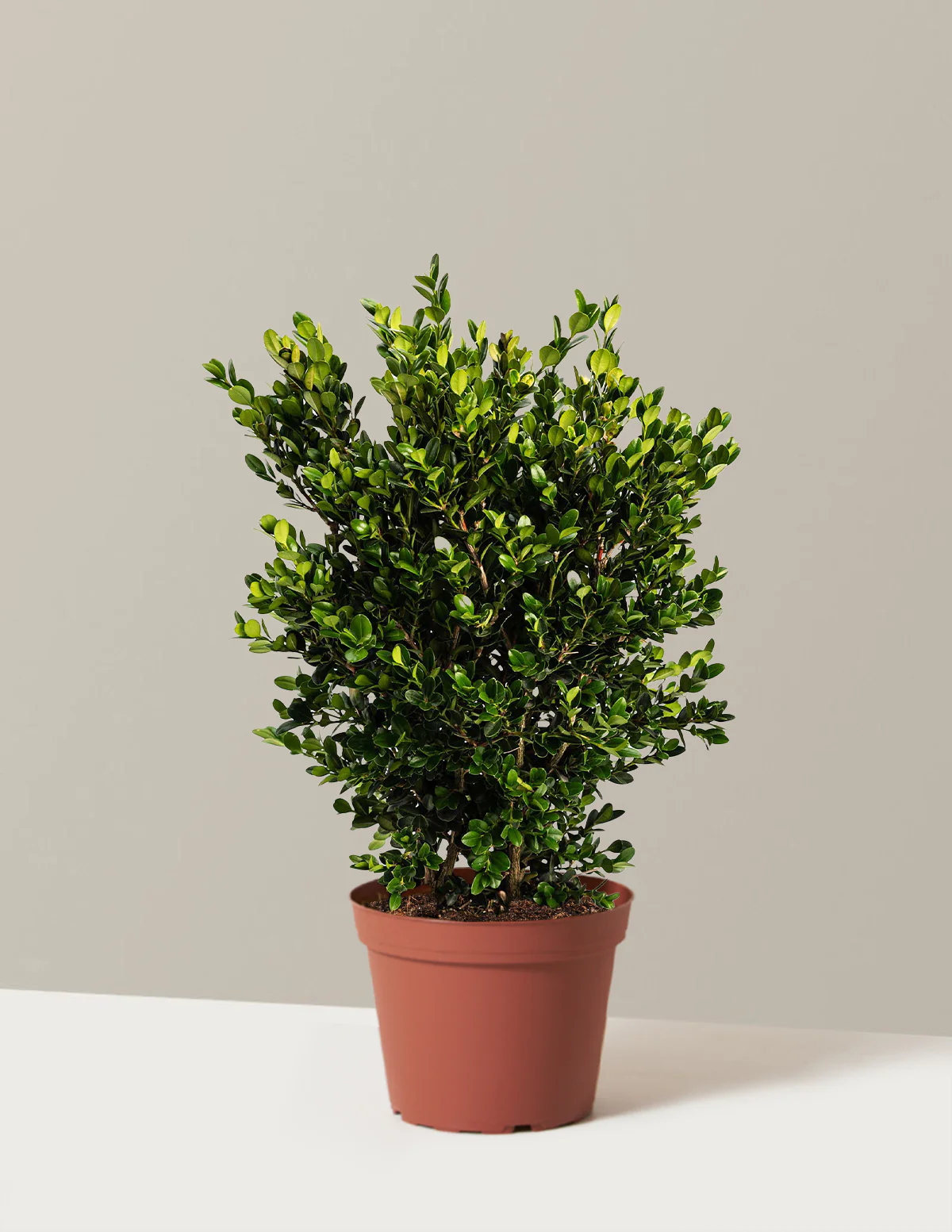 Wintergreen Boxwood - Image 3