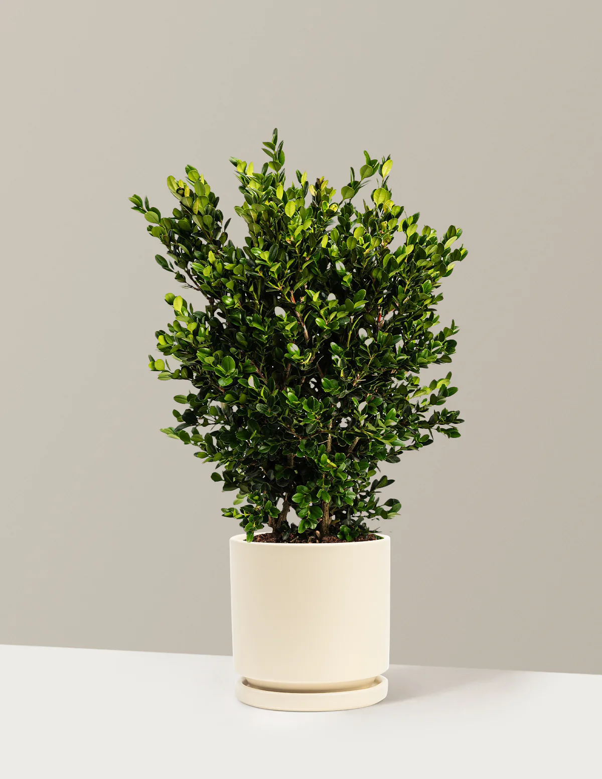 Wintergreen Boxwood - Image 4