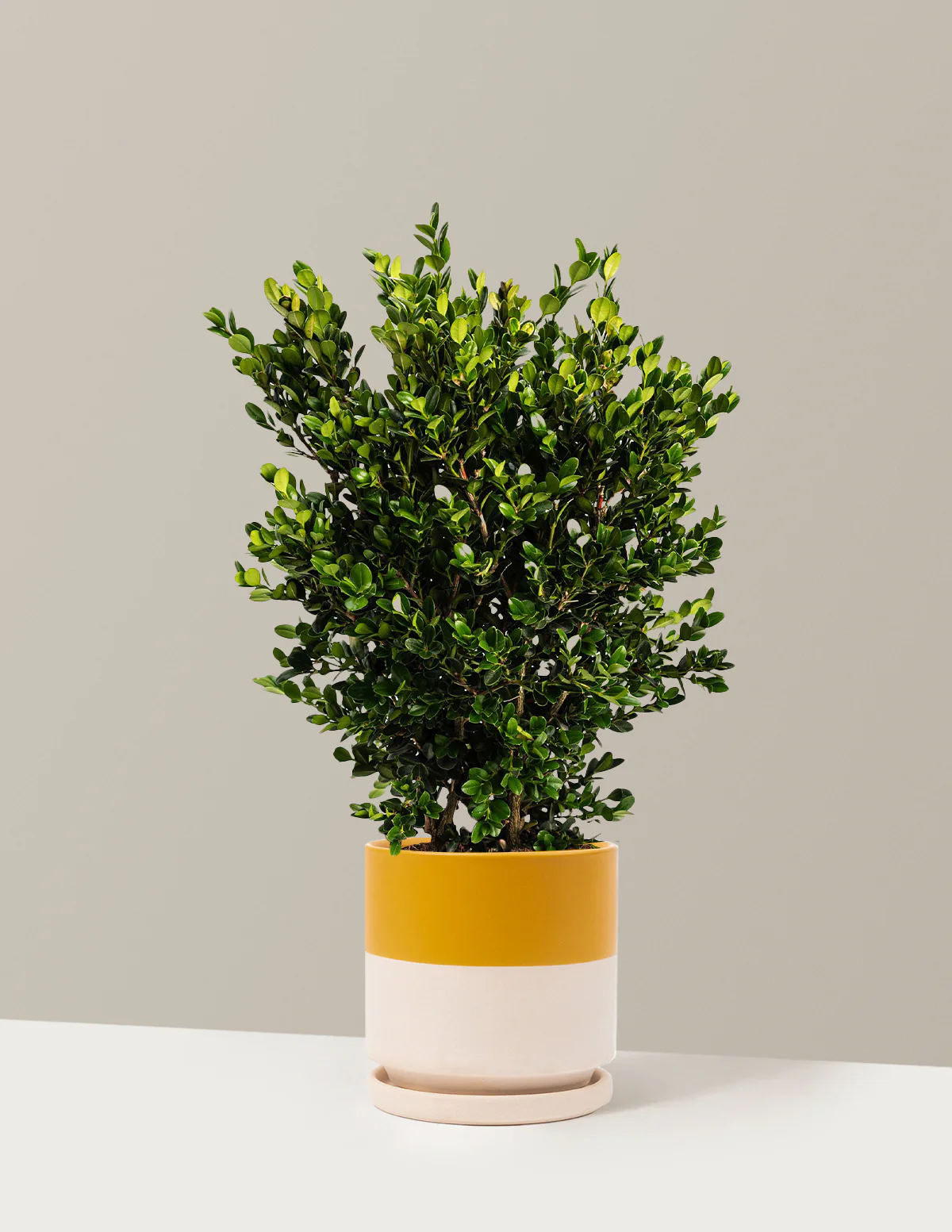 Wintergreen Boxwood - Image 5