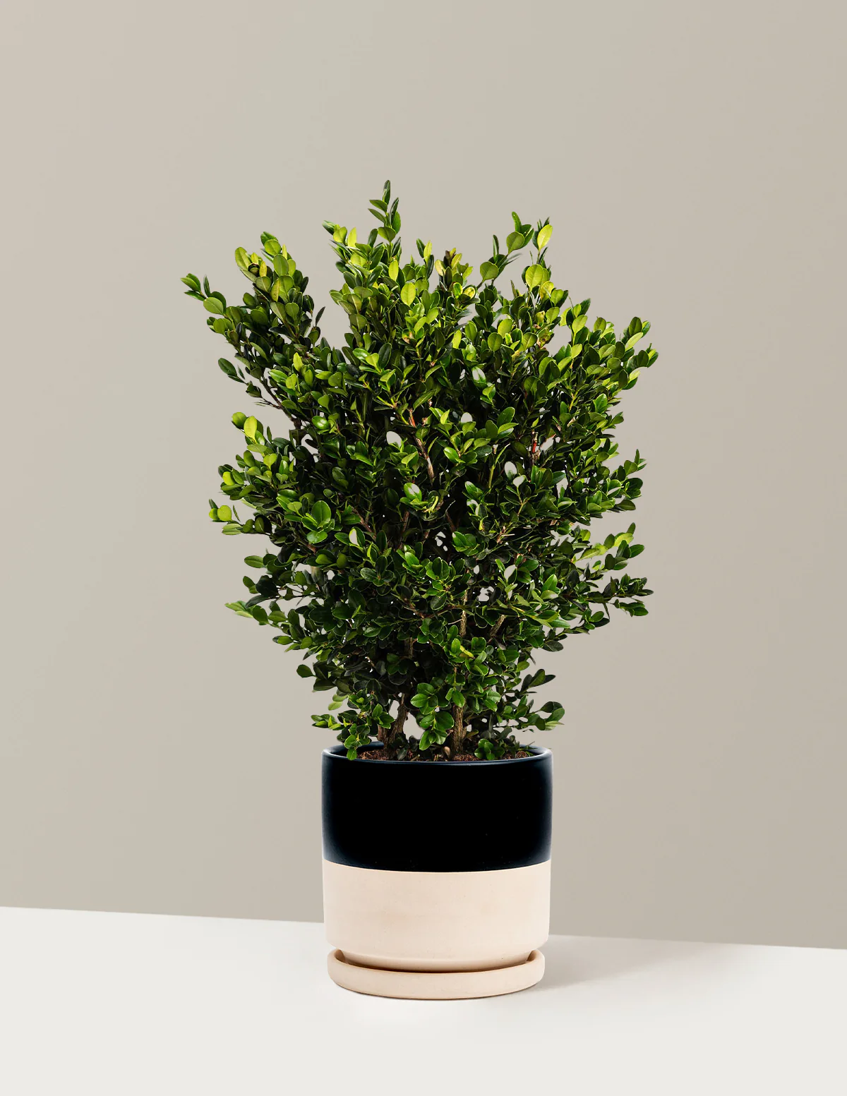 Wintergreen Boxwood - Image 6
