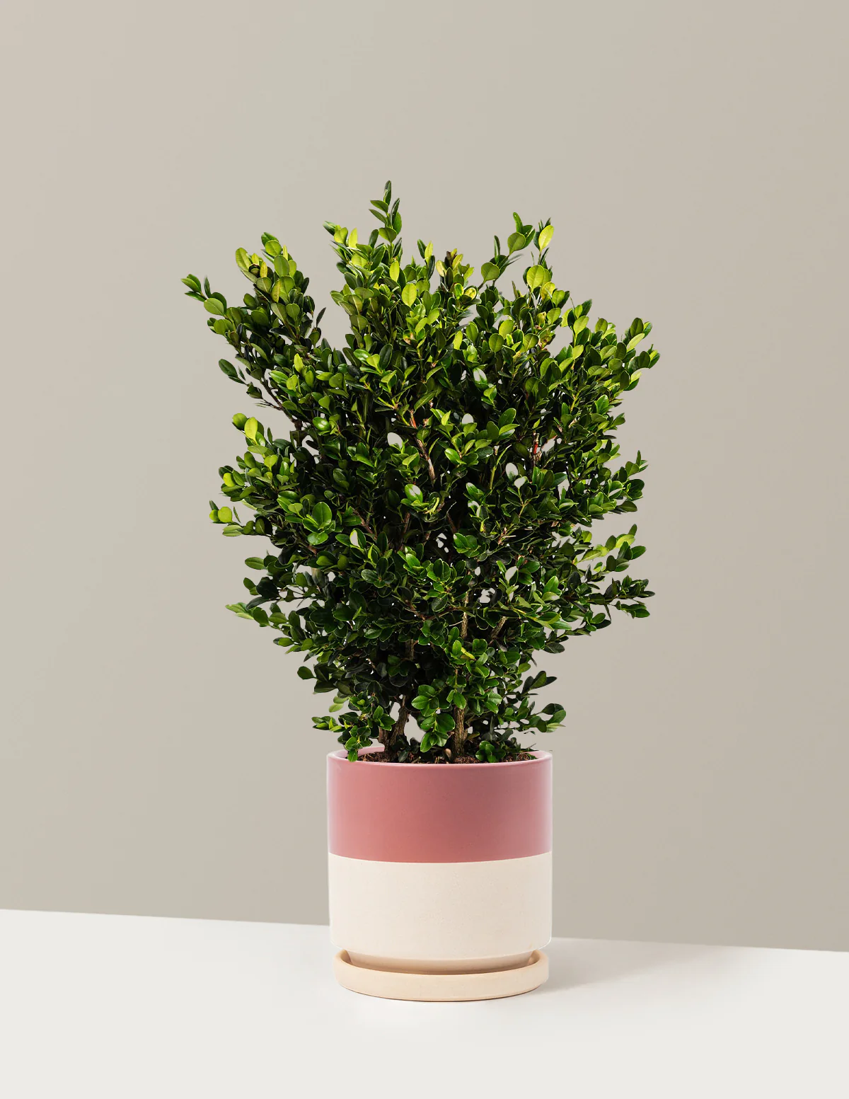 Wintergreen Boxwood - Image 7