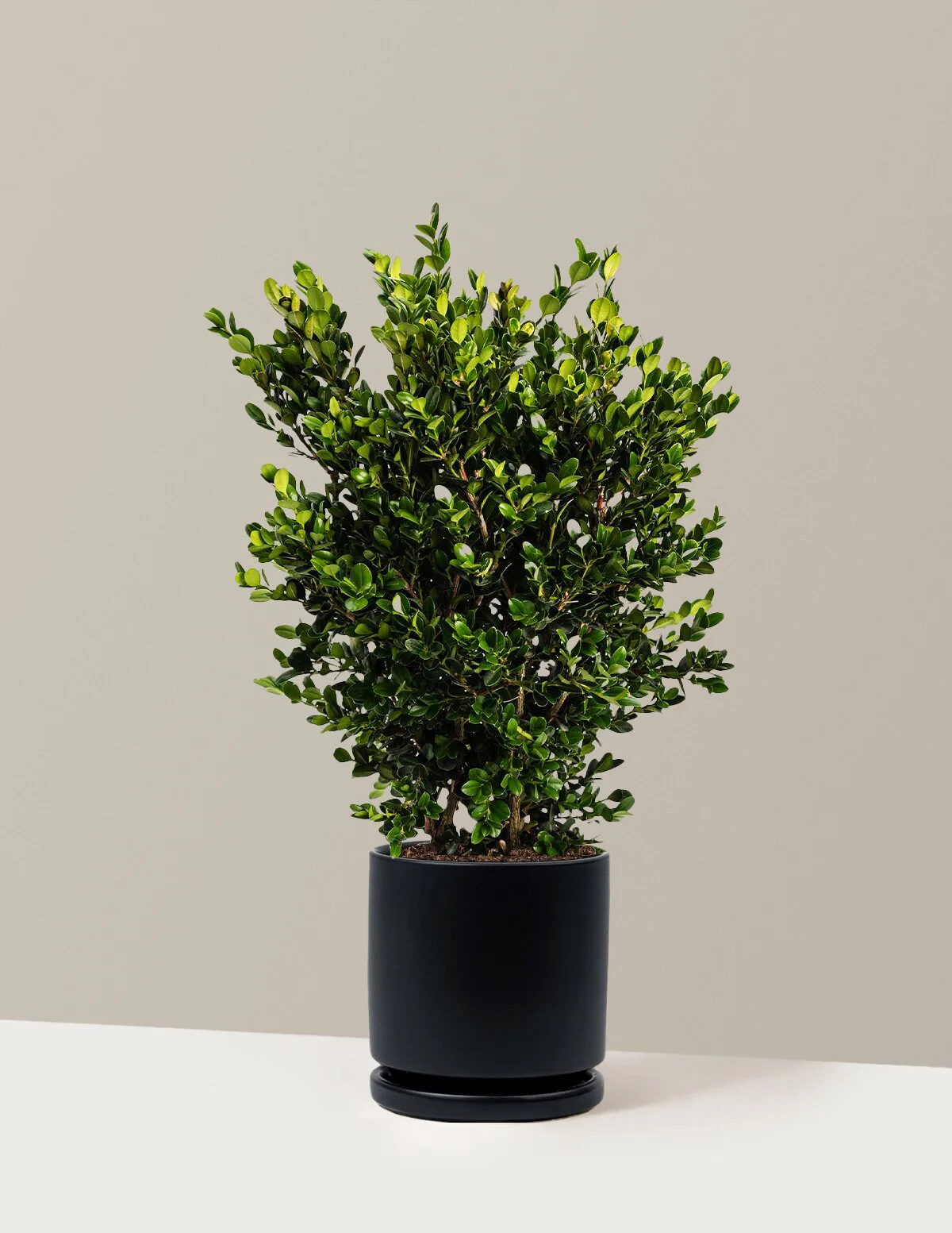 Wintergreen Boxwood - Image 8