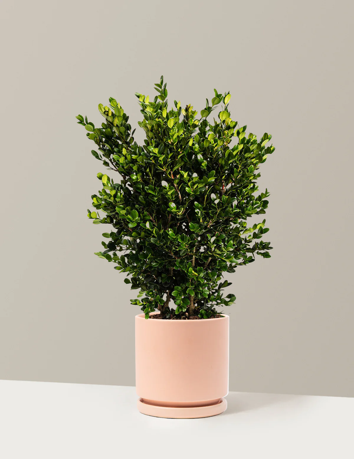Wintergreen Boxwood - Image 9
