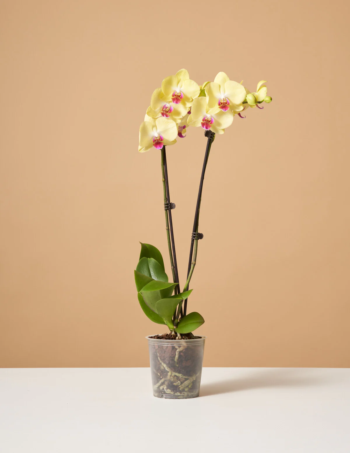 Yellow Orchid - Image 6