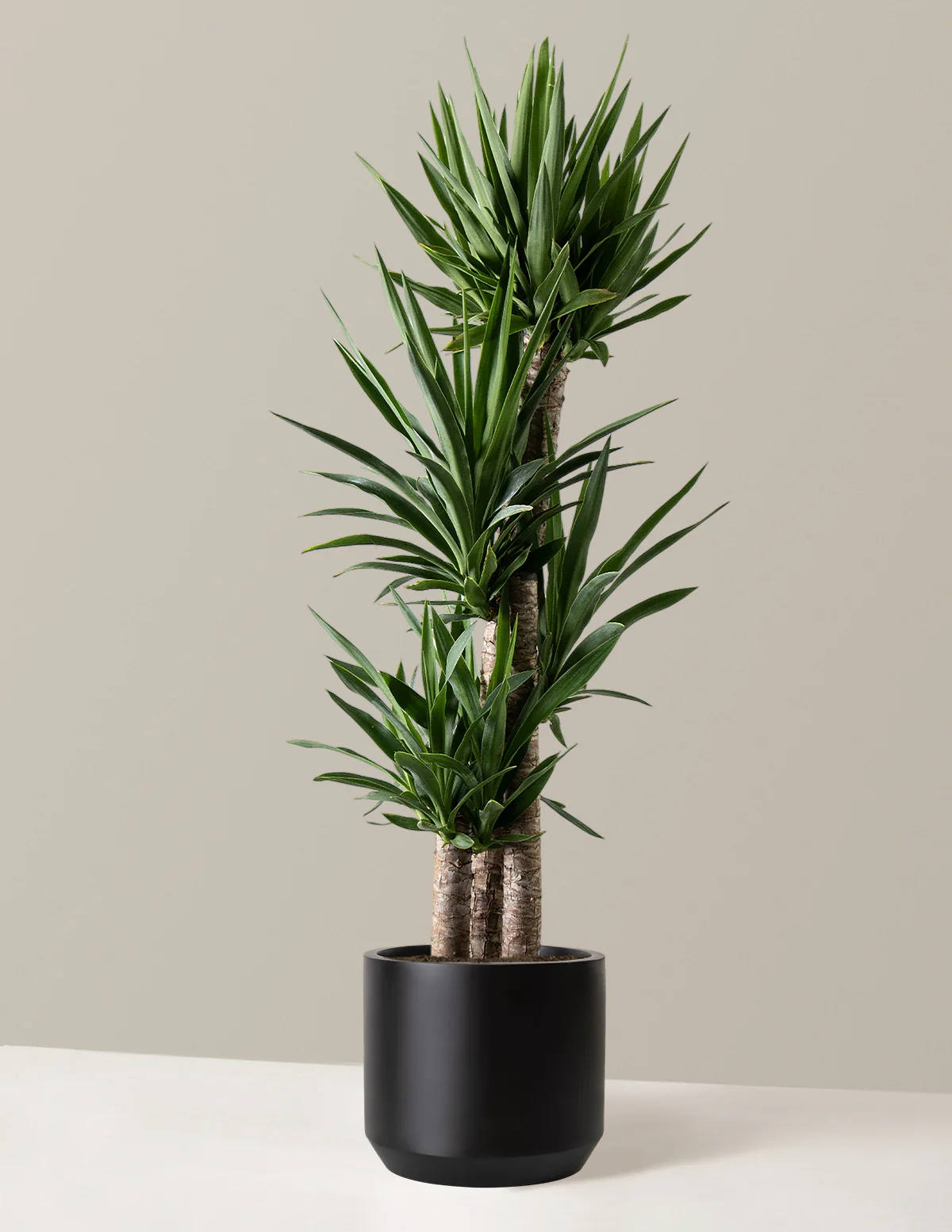 Yucca Plant Multi Stem