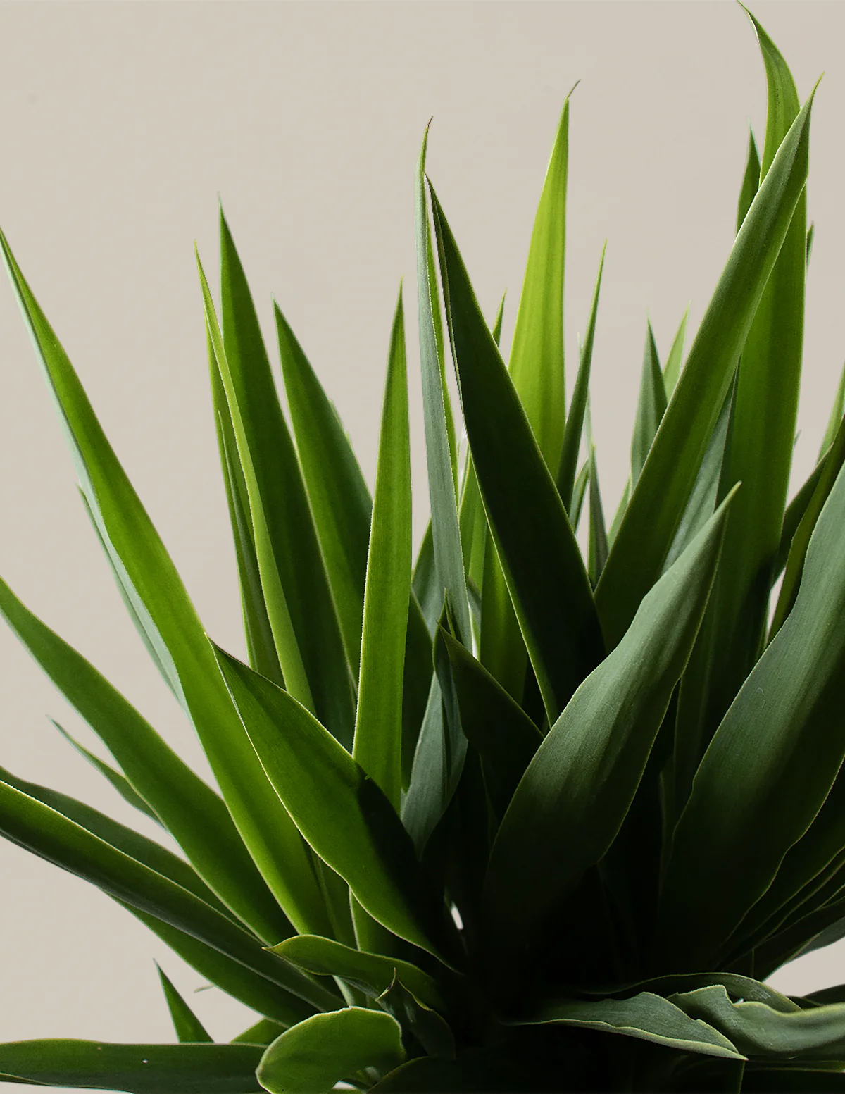 Yucca Plant Single Stem - Image 5
