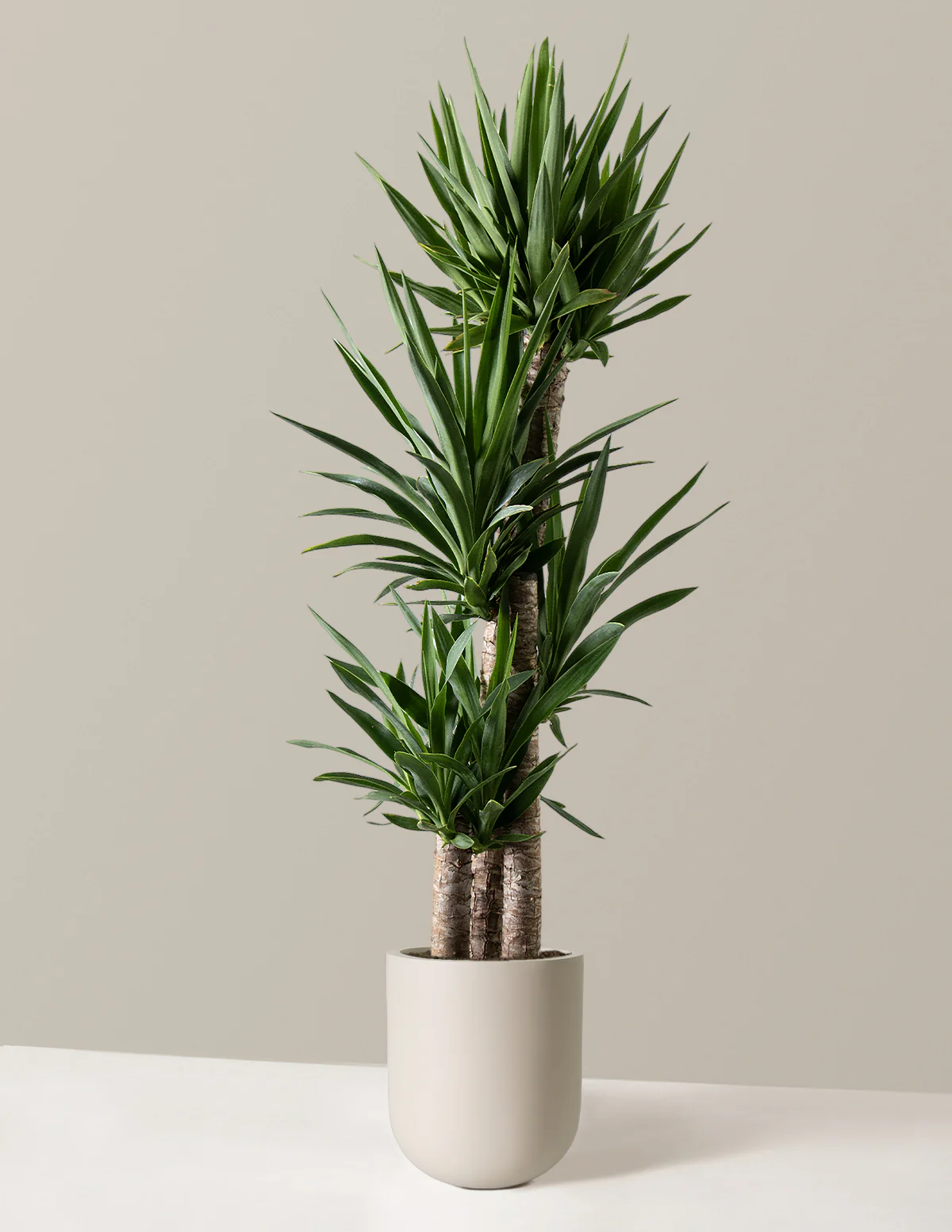 Yucca Plant Multi Stem - Image 11