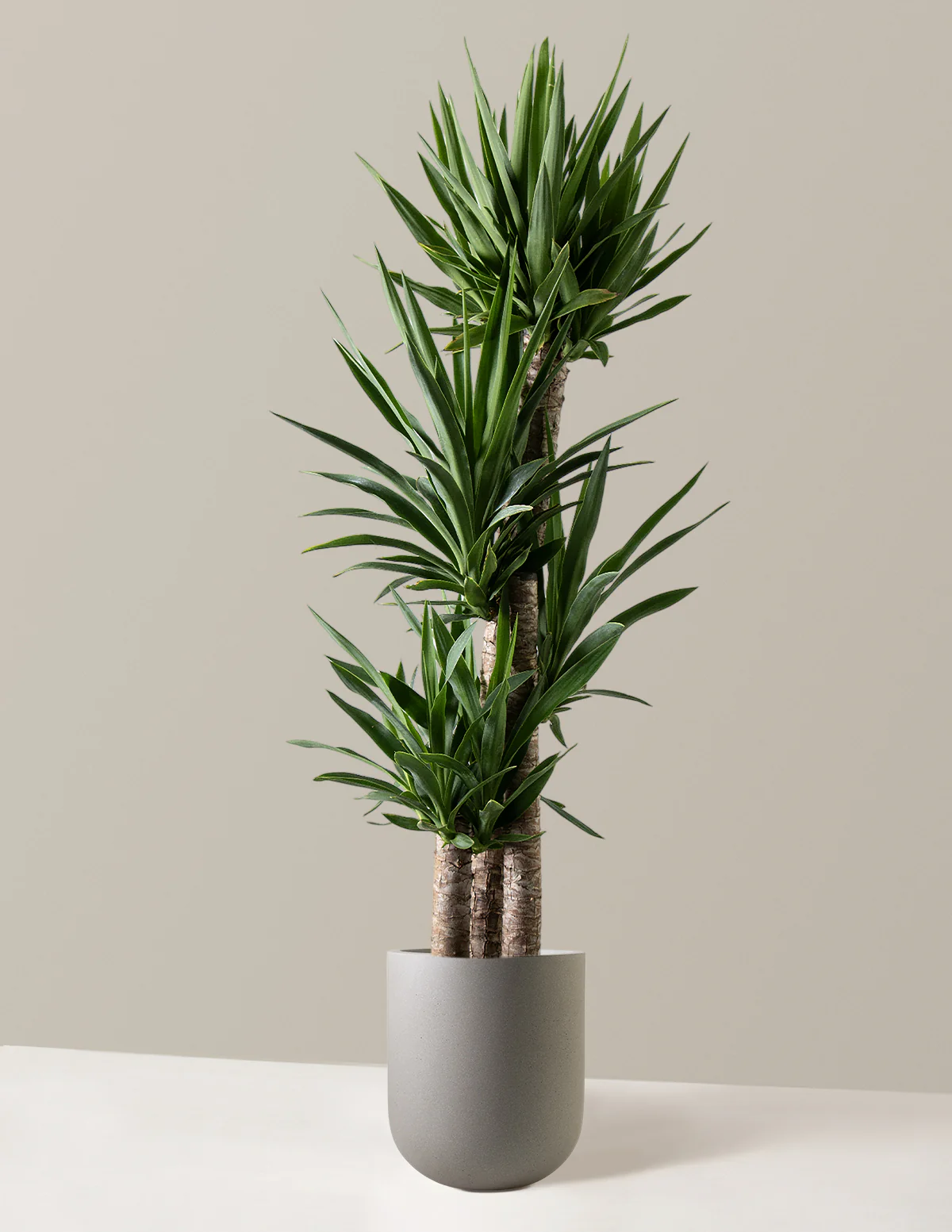 Yucca Plant Multi Stem - Image 12