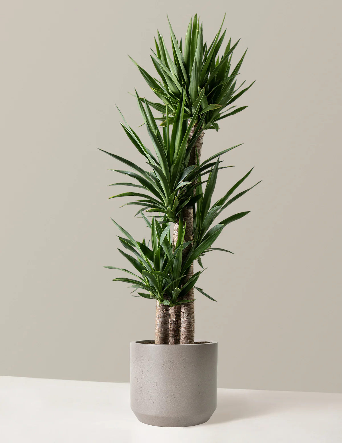 Yucca Plant Multi Stem - Image 13