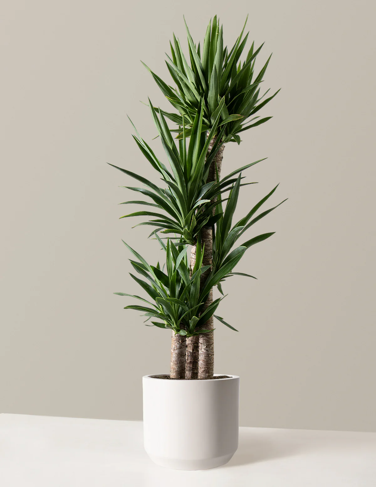 Yucca Plant Multi Stem - Image 14