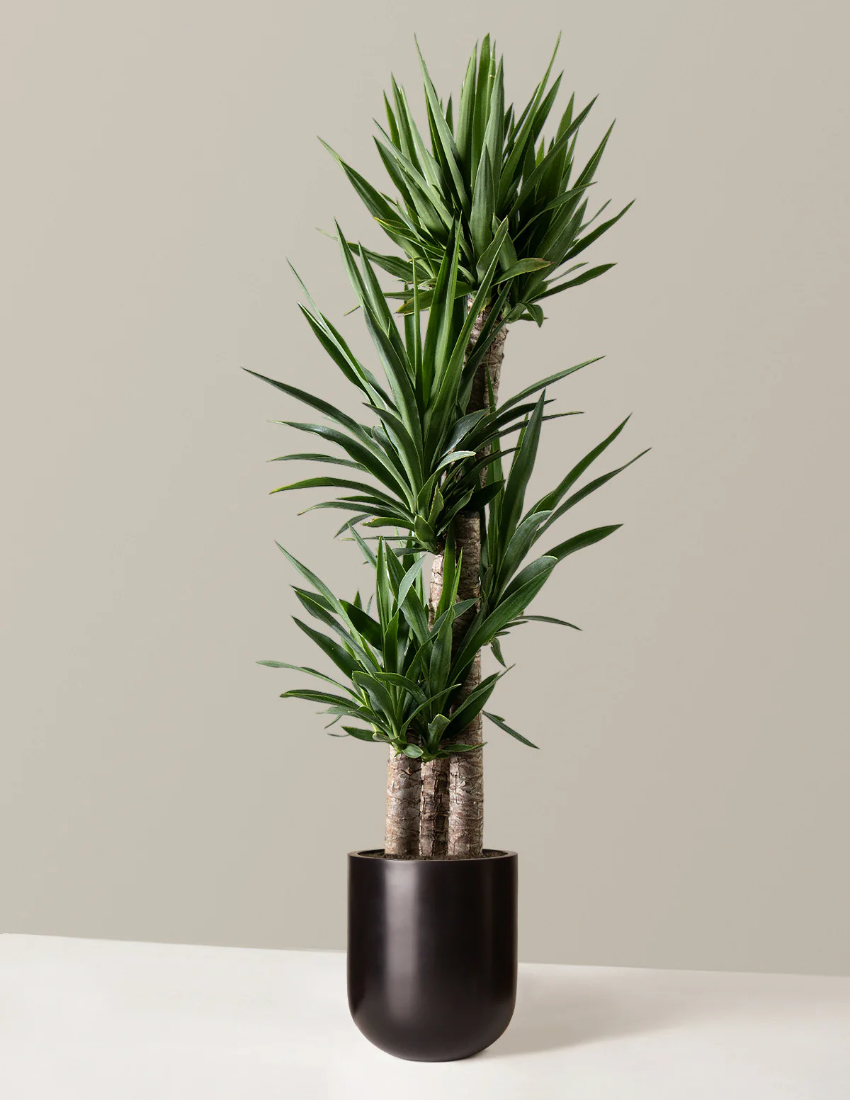 Yucca Plant Multi Stem - Image 15