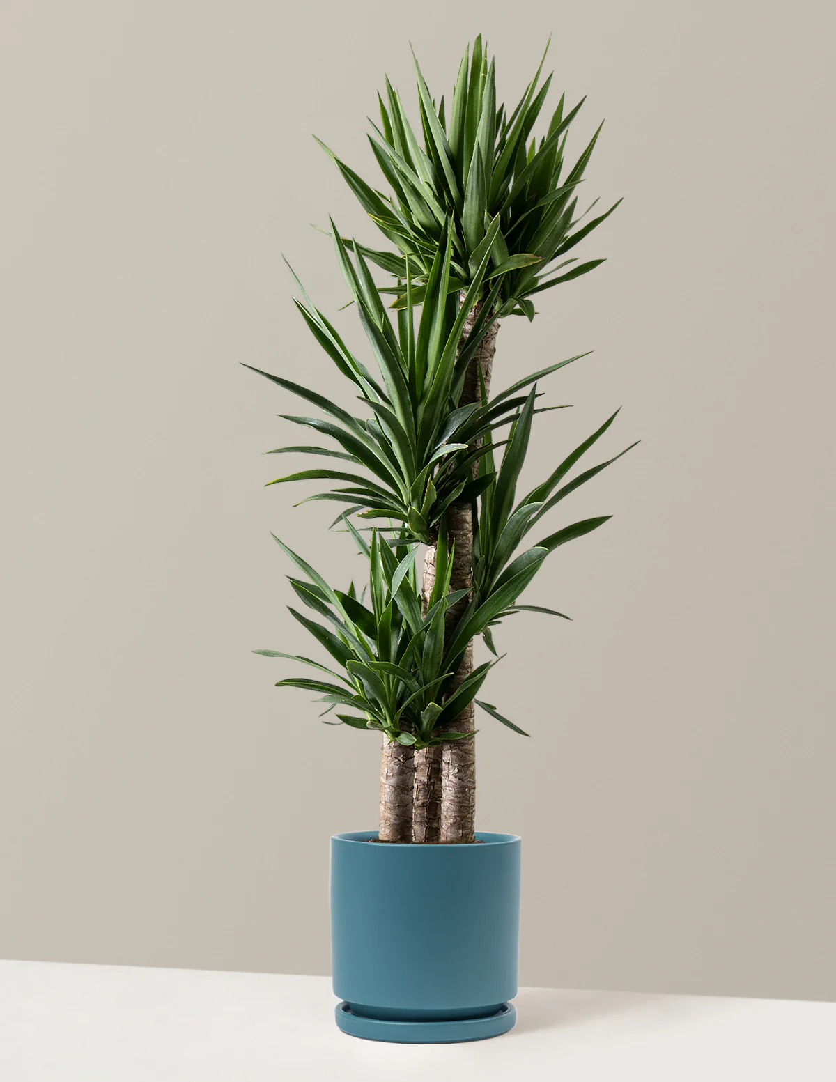 Yucca Plant Multi Stem - Image 16